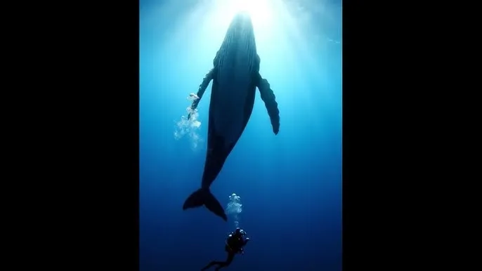 91在线视频 - 深蓝星球：探索海洋深处的未知世界